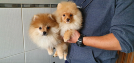 teacup pomeranian for sale gumtree